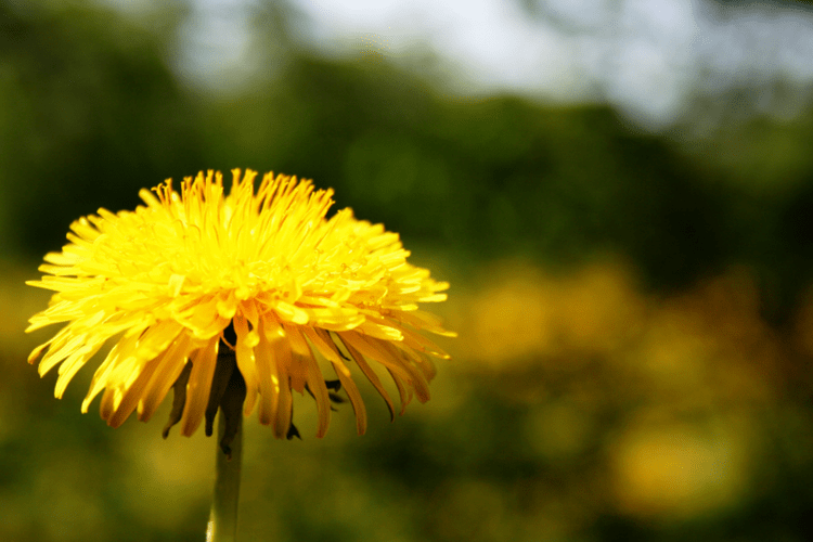 Ayurveda for Spring/Summer - Dandelion