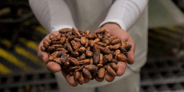 Raw Cacao