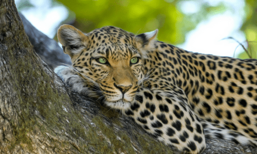 Yala National Park Leopard