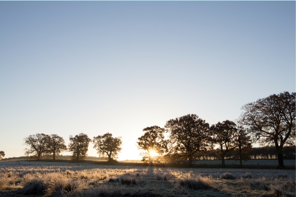 a row of trees sun shining through autumn light norfolk yoga retreat