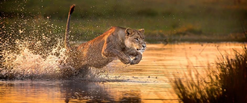 lioness running safari and yoga holiday