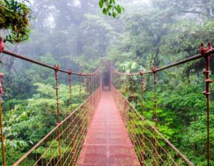 swing bridge in rainforest canopy - yoga holiday costa rica