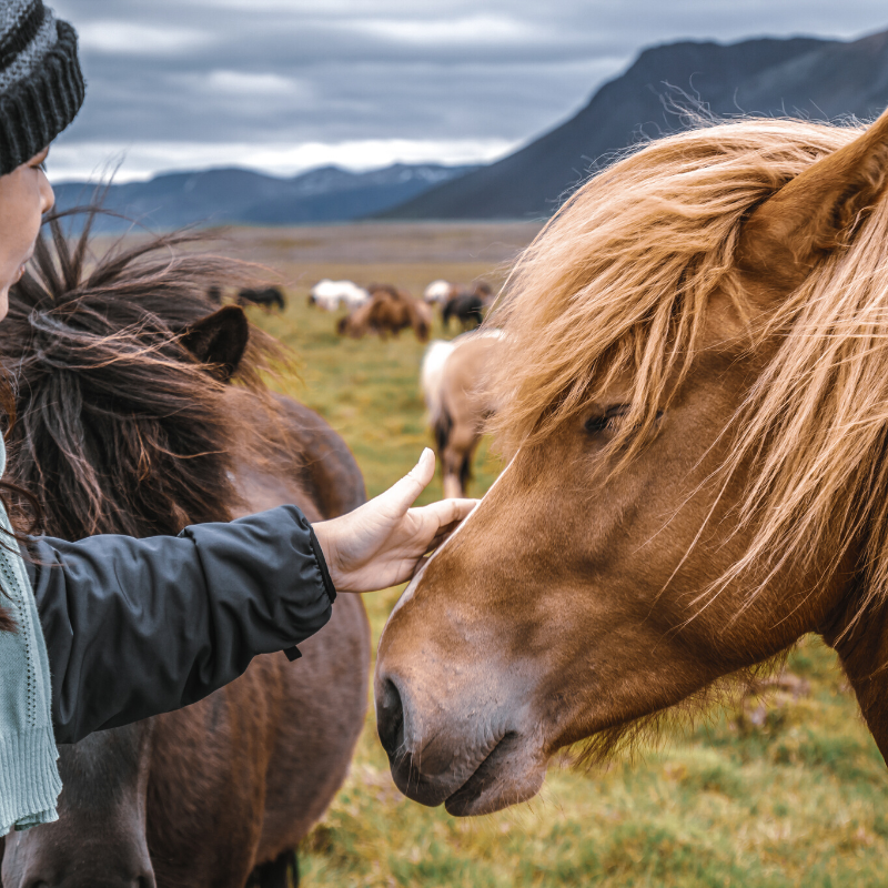icelandic horse and person stroking