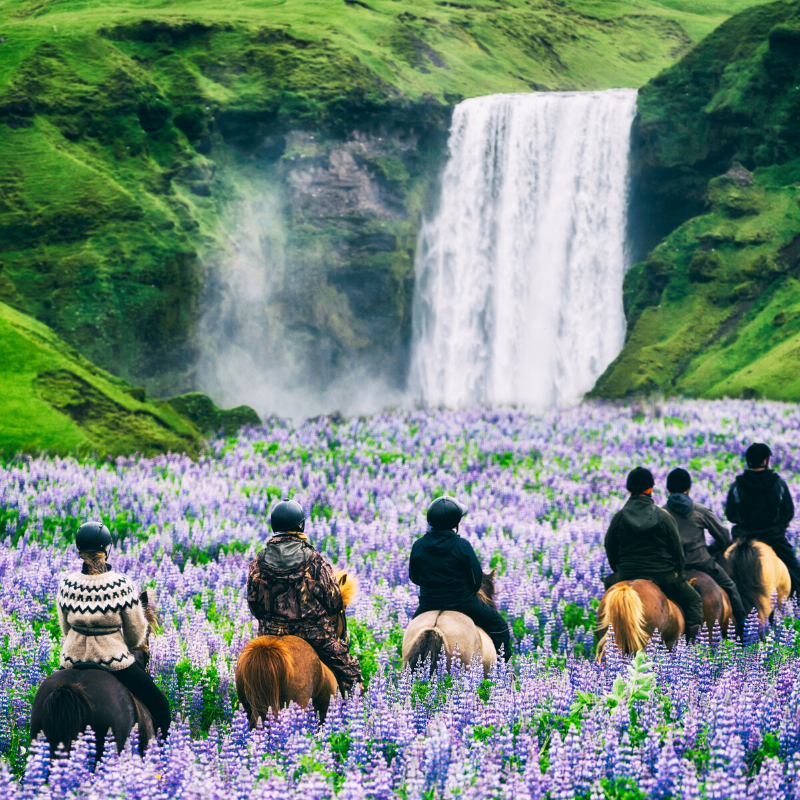 six horse riders in fields of flowers with waterfall adventure yoga holiday Iceland