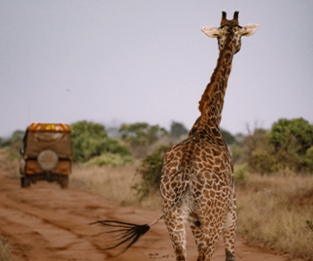 giraffe-jeep