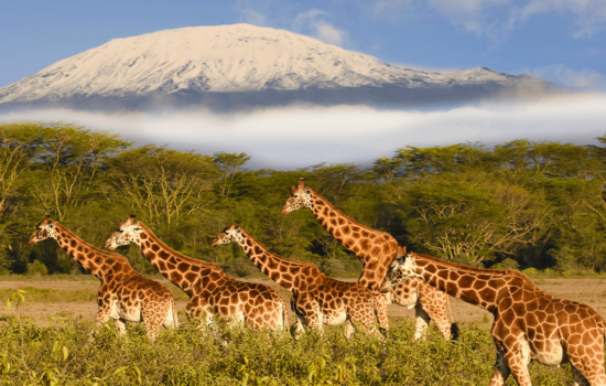 giraffes-mount-kilimanjaro-plains