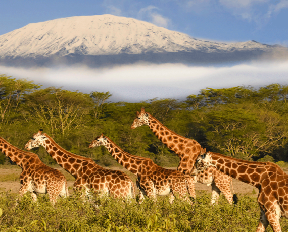 giraffes-mount-kilimanjaro-plains