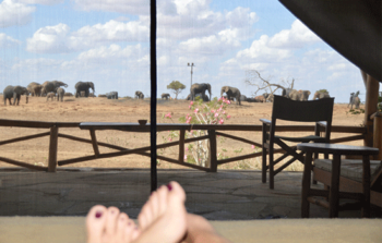 feet-foreground-elephants-background