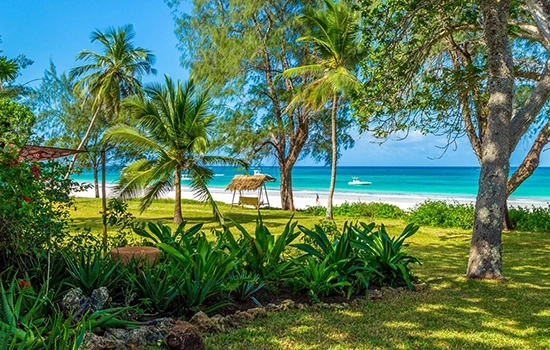 beach views, palm trees